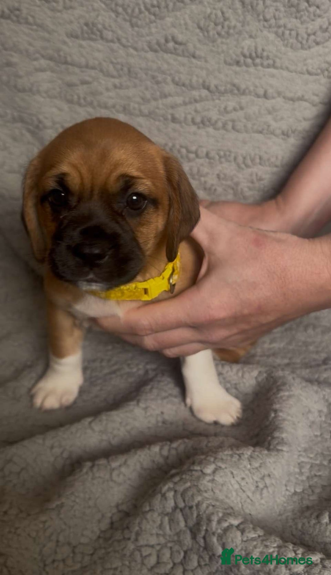 Puggle dogs for sale:  Puggle’s For Sale 🐶  - Image 3
