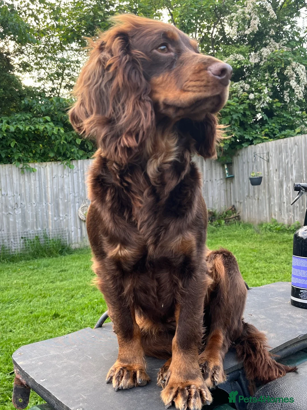 Cockapoo dogs for sale: 5 beautiful cockapoos ready now  in Stafford - Advert 2