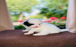 Pomeranian dogs for sale: Cute Pomeranian Puppies Looking for loving home - Image 12