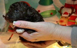 Shihpoo dogs for sale: 4 Beautiful Toy poodle x Shihpoos - Image 5