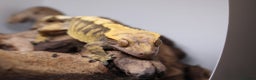 Gecko reptiles for sale: Male and female crested geckos  - Advert 21