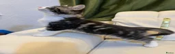 Mixed Breed cats for sale: Kittens in Nottingham - Advert 2
