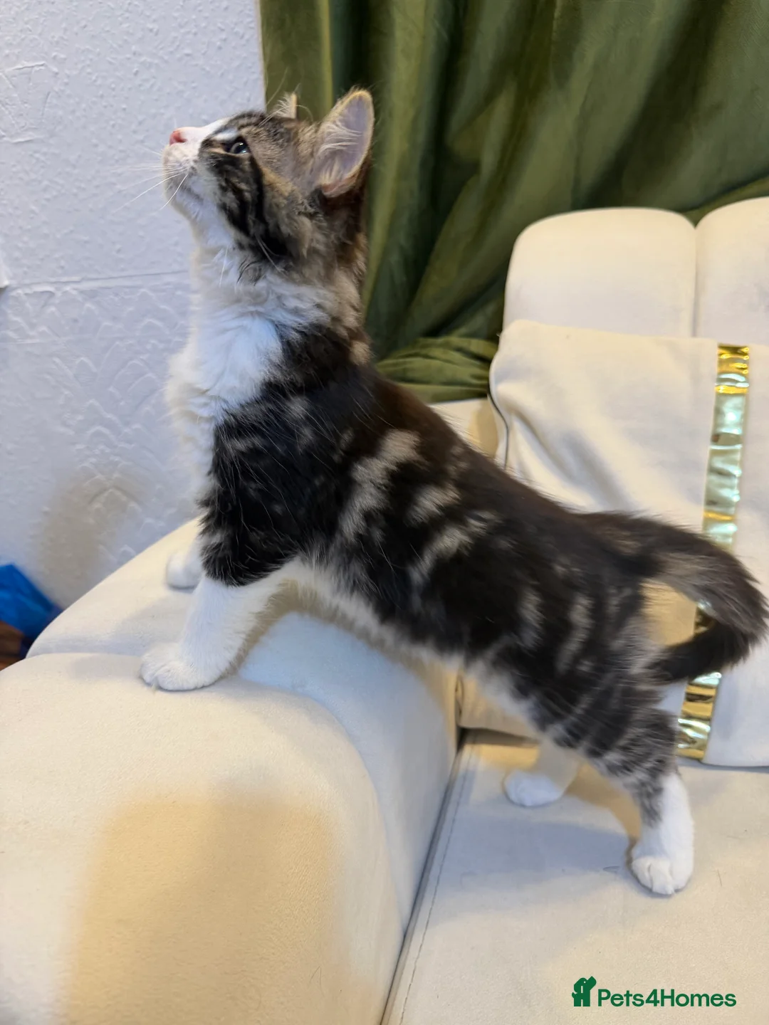 Mixed Breed cats for sale: Kittens in Nottingham - Advert 2