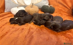 Cavapoo dogs for sale: £ negotiable for 5⭐️ Homes  Chocolate Cavapoos  - Image 1