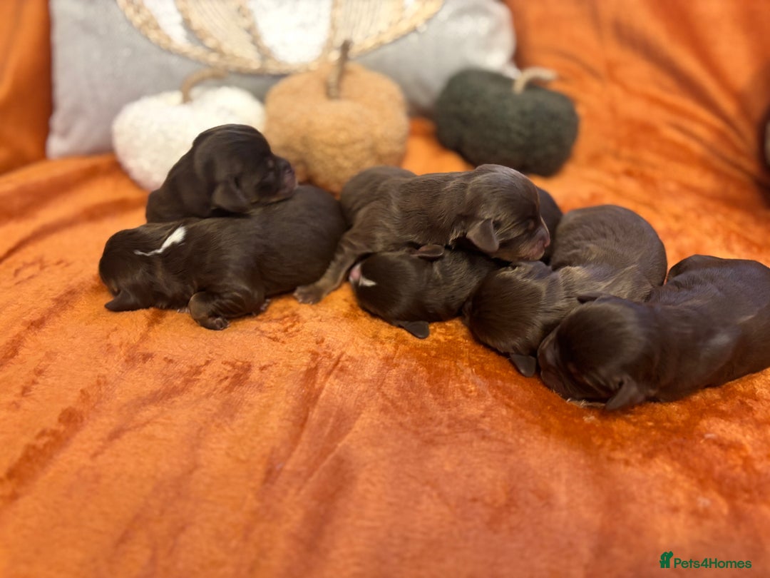 Cavapoo dogs for sale: £ negotiable for 5⭐️ Homes  Chocolate Cavapoos  - Image 1