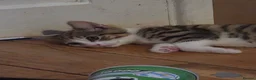 Mixed Breed cats for sale: Free to good home - Advert 8