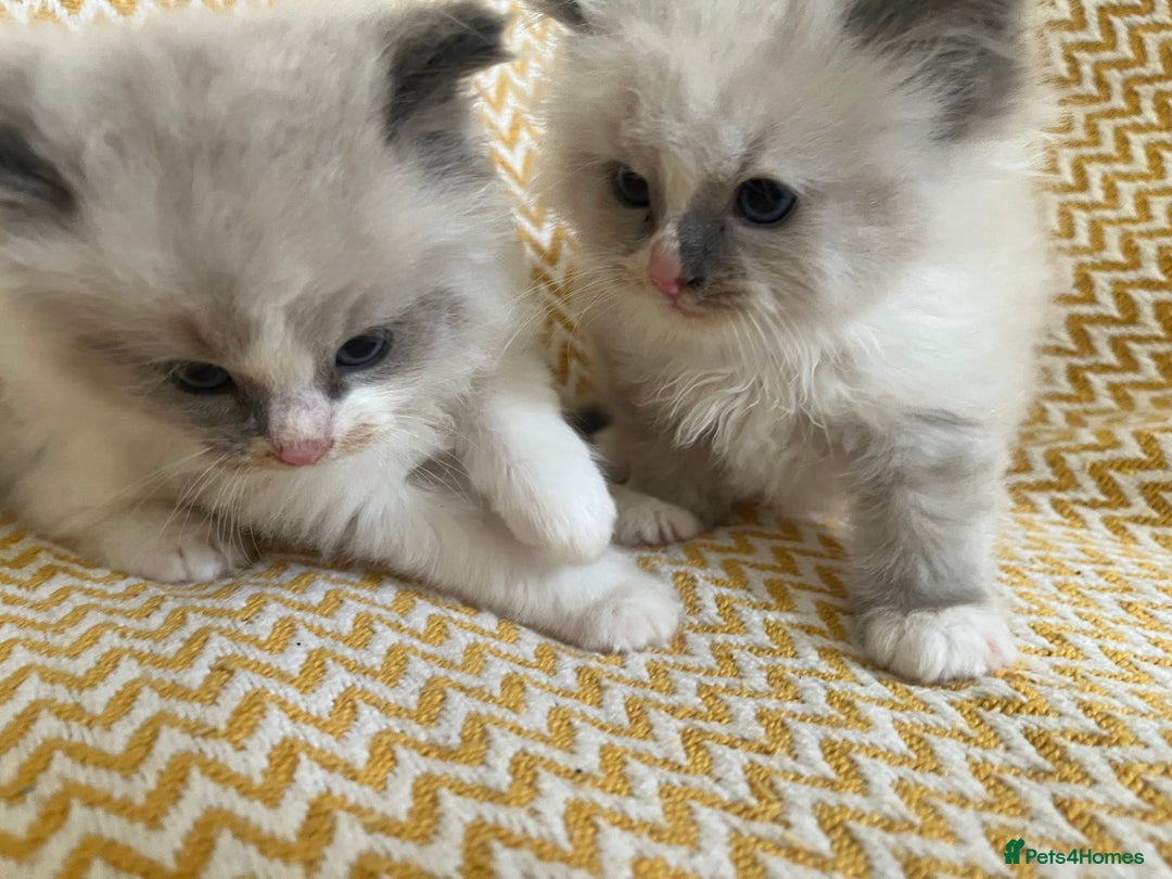 Ragdoll cats for sale: Gorgeous Bi-Colour Ragdoll Kittens – Male - Image 4