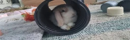 Mini Lop rabbits for sale: Lily looking for her forever home - Advert 8