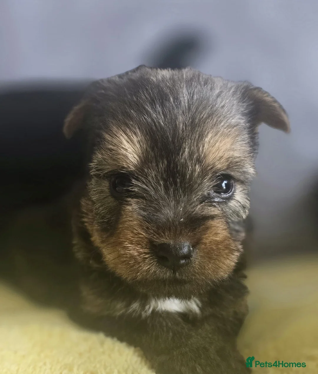 Cairn Terrier dogs for sale: Cairn terrier x Yorkie puppies  - Advert 2