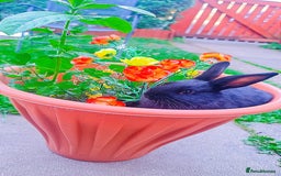 Alaska rabbits for sale: 3 Alaskan baby rabbits - Image 2