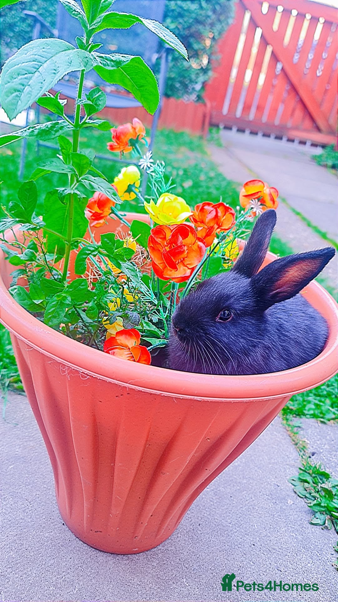 Alaska rabbits for sale: 3 Alaskan baby rabbits - Image 2