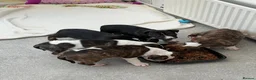 English Bull Terrier dogs for sale: Stunning English bull terrier puppies  - Advert 8