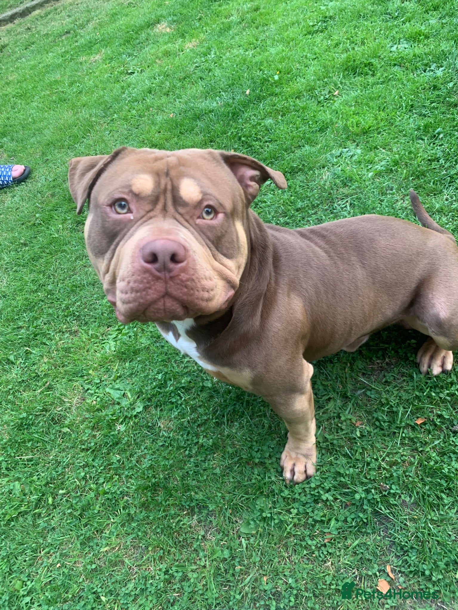 American Bulldog dogs Boston nearly 4 years old - Advert 1