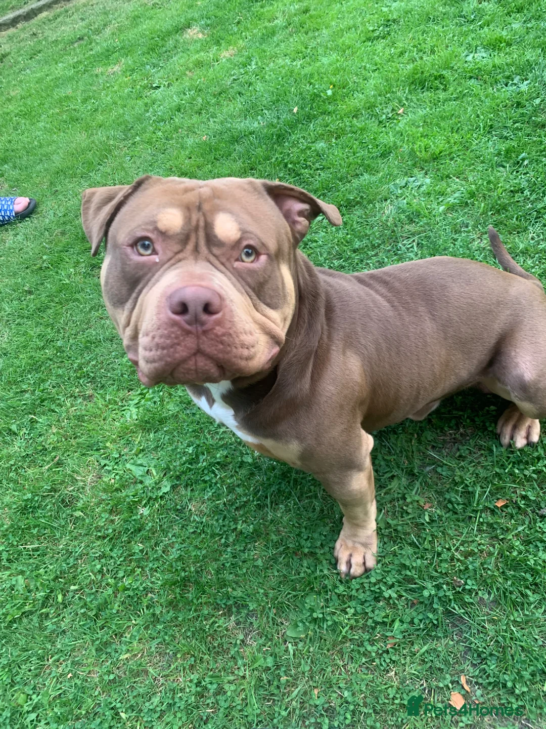 American Bulldog dogs for sale: Boston nearly 4 years old in Blackburn - Advert 1