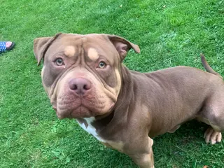 American Bulldog dogs Boston nearly 4 years old - Advert 1