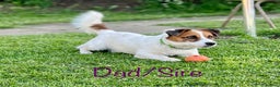 Jack Russell dogs for sale: Superb KC Reg’d Jack Russell Terrier DNA CLEAR - Advert 7
