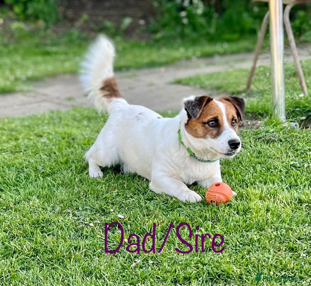 Jack Russell dogs for sale: Superb KC Reg’d Jack Russell Terrier DNA CLEAR - Advert 7