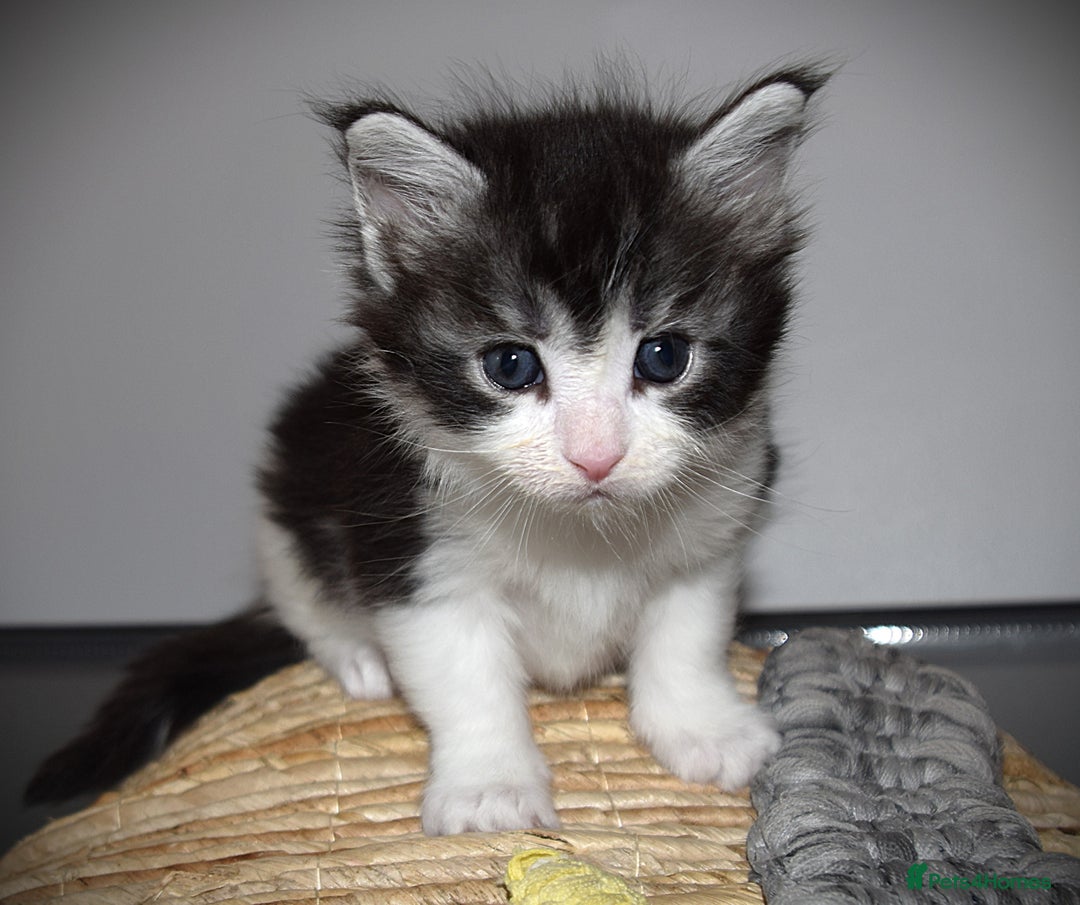 Maine Coon cats for sale: Maine Coon kittens - Beautiful and cheeky  - Advert 3