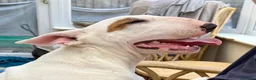 Bull Terrier dogs for sale: Healthy, happy, friendly trained 5-mo BT puppy boy - Advert 13