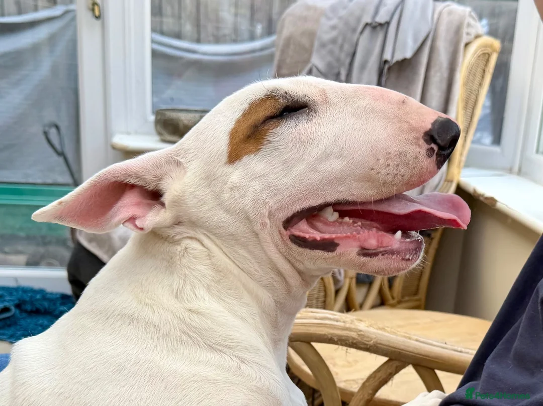 Bull Terrier dogs for sale: Healthy, happy, friendly trained 5-mo BT puppy boy - Advert 13