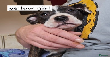 Mixed Breed dogs - Advert 6
