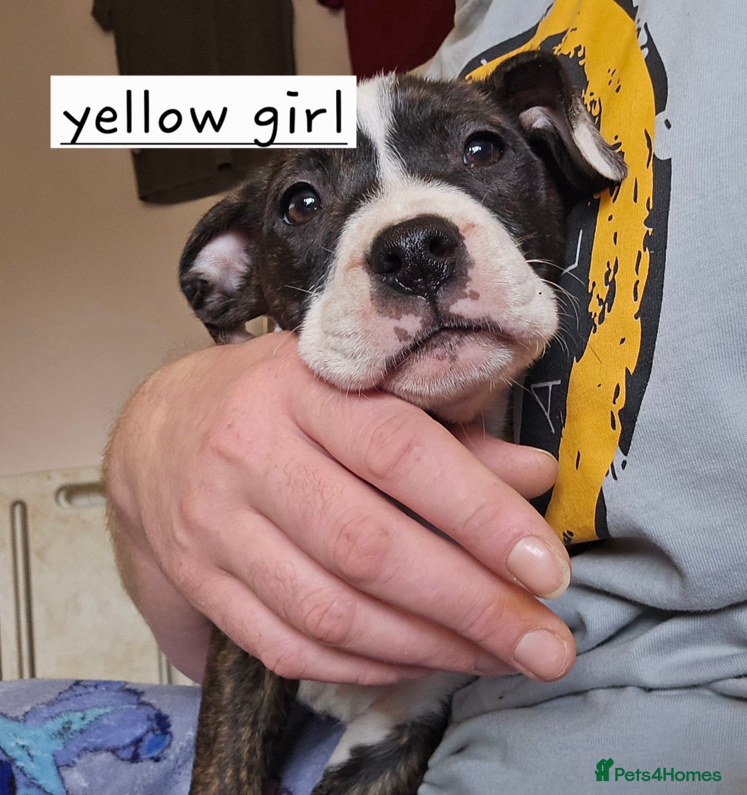 Mixed Breed dogs for sale: Bullmastiff x staff puppies - Image 3