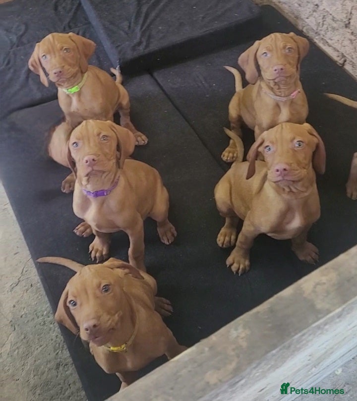 Hungarian Vizsla dogs Hungarian vizsla puppies  - Advert 11