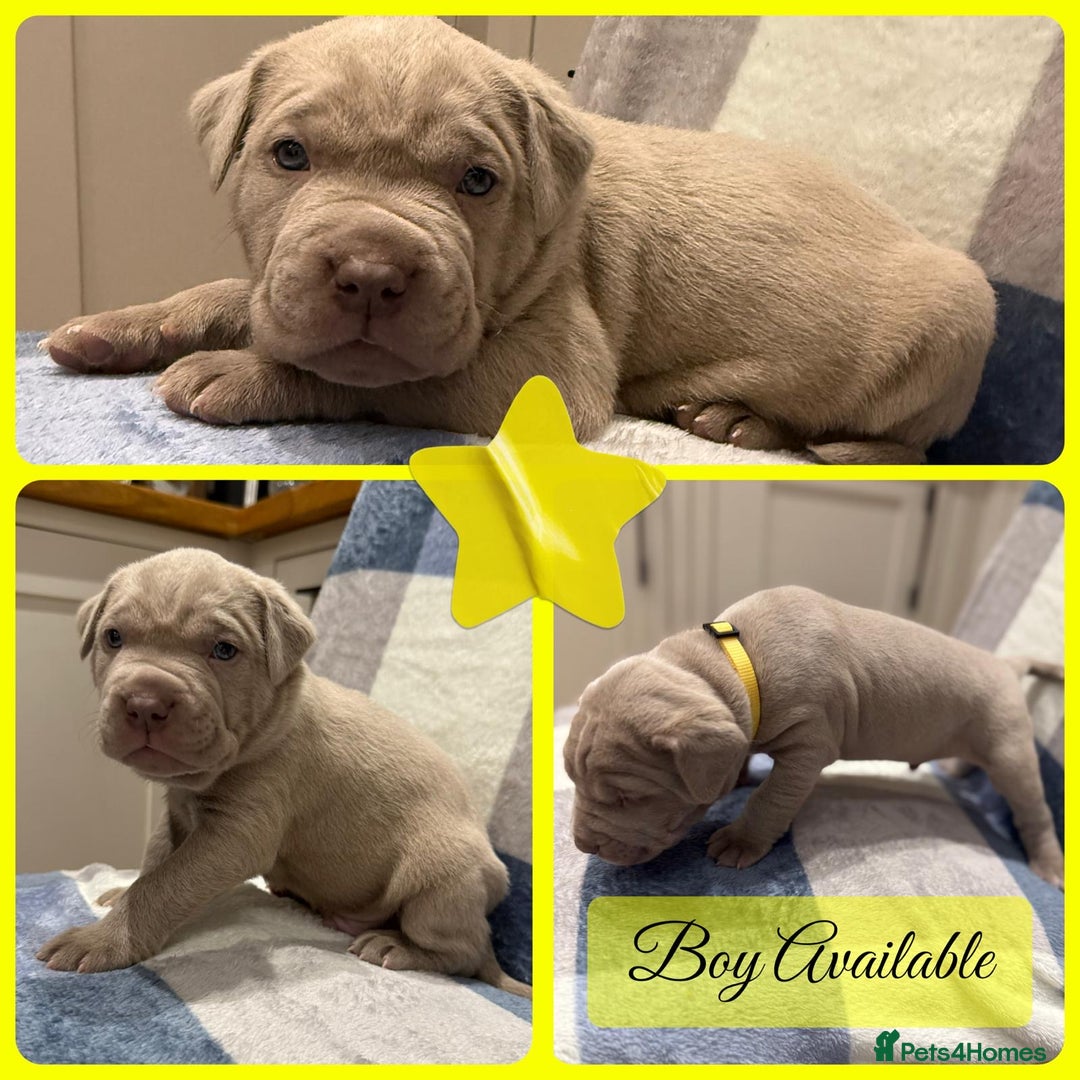Mastiff dogs for sale: Neapolitan x Cane Corso Mix - Advert 18