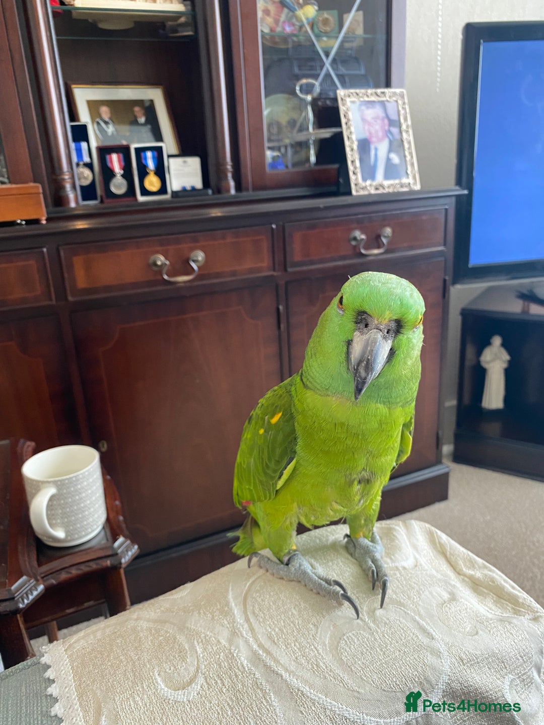 Parrots birds for sale: Yellow fronted Amazon. Urgent sale. Owner in care - Image 4