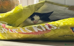 Domestic Shorthair cats for sale: Beautiful cats - Image 7