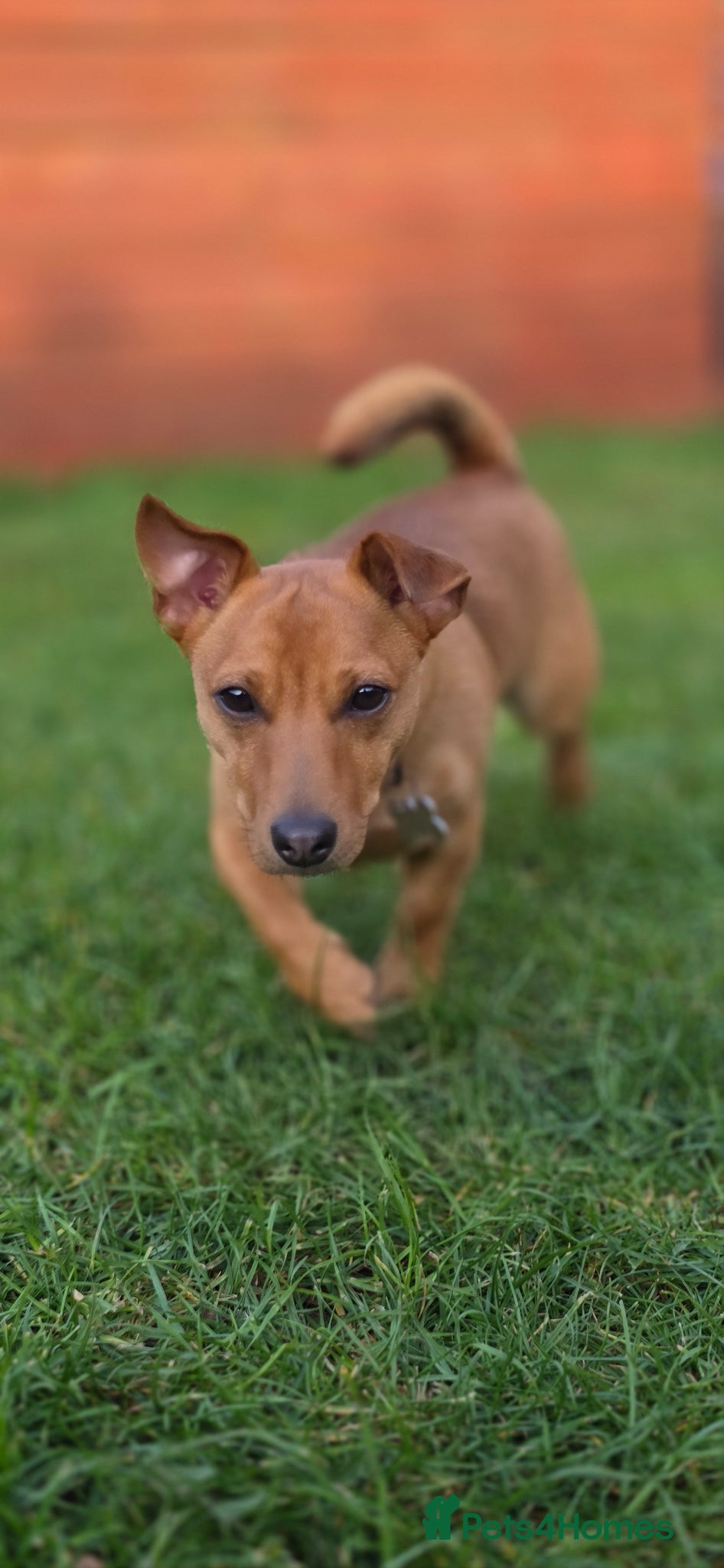 Mixed Breed dogs Jack russell cross for rehoming - Advert 1