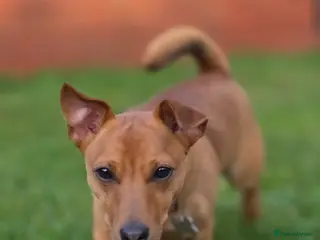 Mixed Breed dogs Jack russell cross for rehoming - Advert 1