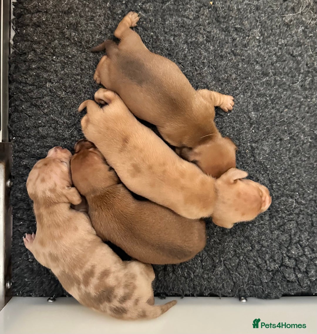 Miniature Dachshund dogs for stud: 💎🐾KC Isabella dapple stud🐾💎 - Image 9