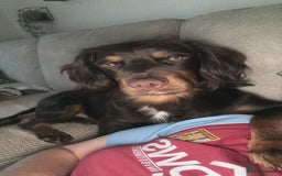 Cocker Spaniel dogs for stud: Handsome Chocolate and Tan WCS  - Image 9