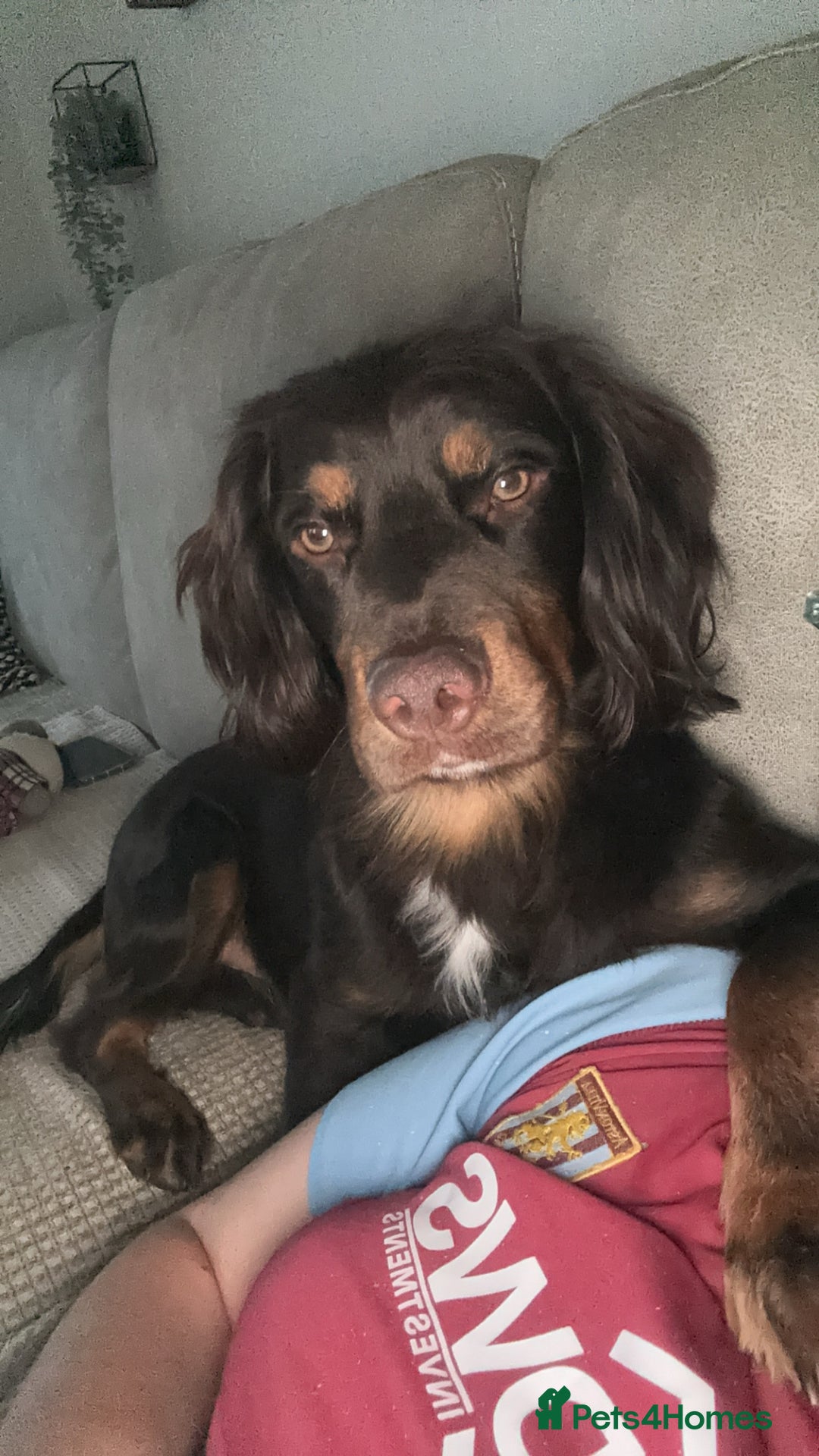 Cocker Spaniel dogs for stud: Handsome Chocolate and Tan WCS  - Image 9