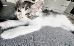 Maine Coon cats for sale: Maine coon kittens  - Image 19