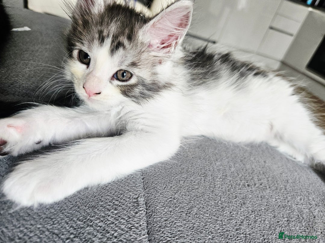 Maine Coon cats for sale: Maine coon kittens  - Image 19