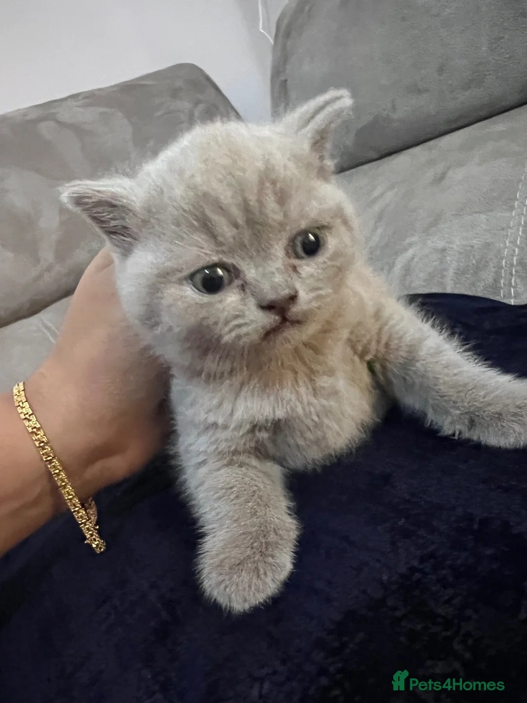 British Shorthair cats for sale: British shorthair 1 blue 1 lilac - Advert 5