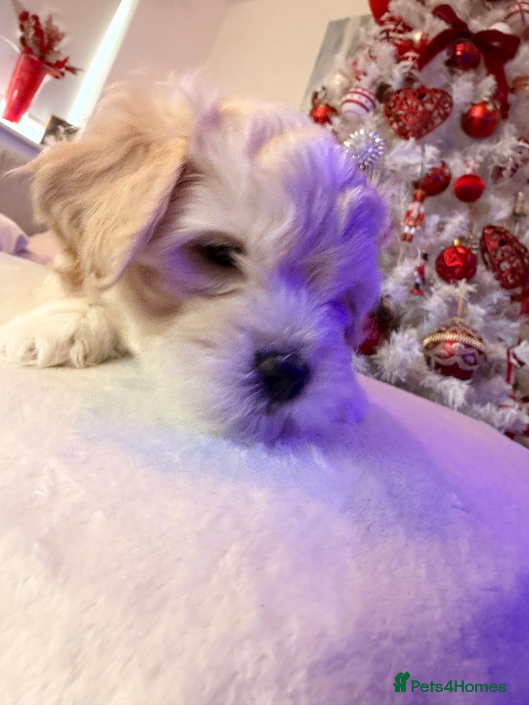 Mixed Breed dogs for sale: Malticavapoo - Advert 5