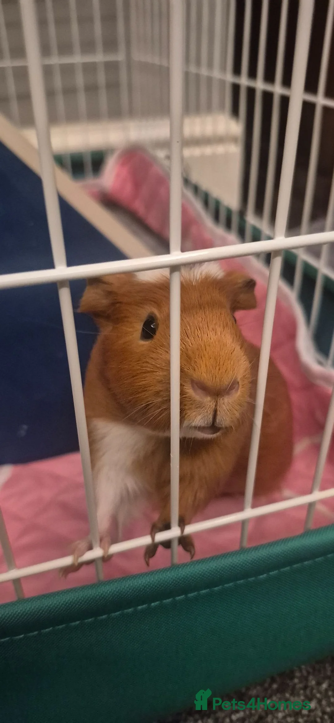 Guinea Pig rodents for sale: Two bonded female guinea pigs  - Advert 1