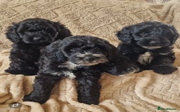 Cockapoo dogs for sale: Stunning litter of F1 Cockapoos - Image 7