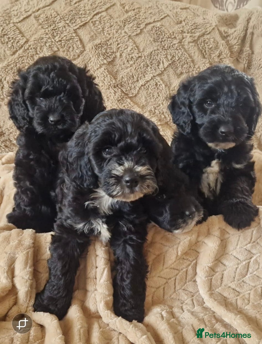 Cockapoo dogs for sale: Stunning litter of F1 Cockapoos - Image 7