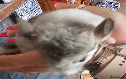 Chinchilla rodents for sale: Female Chinchilla Kit - Image 6