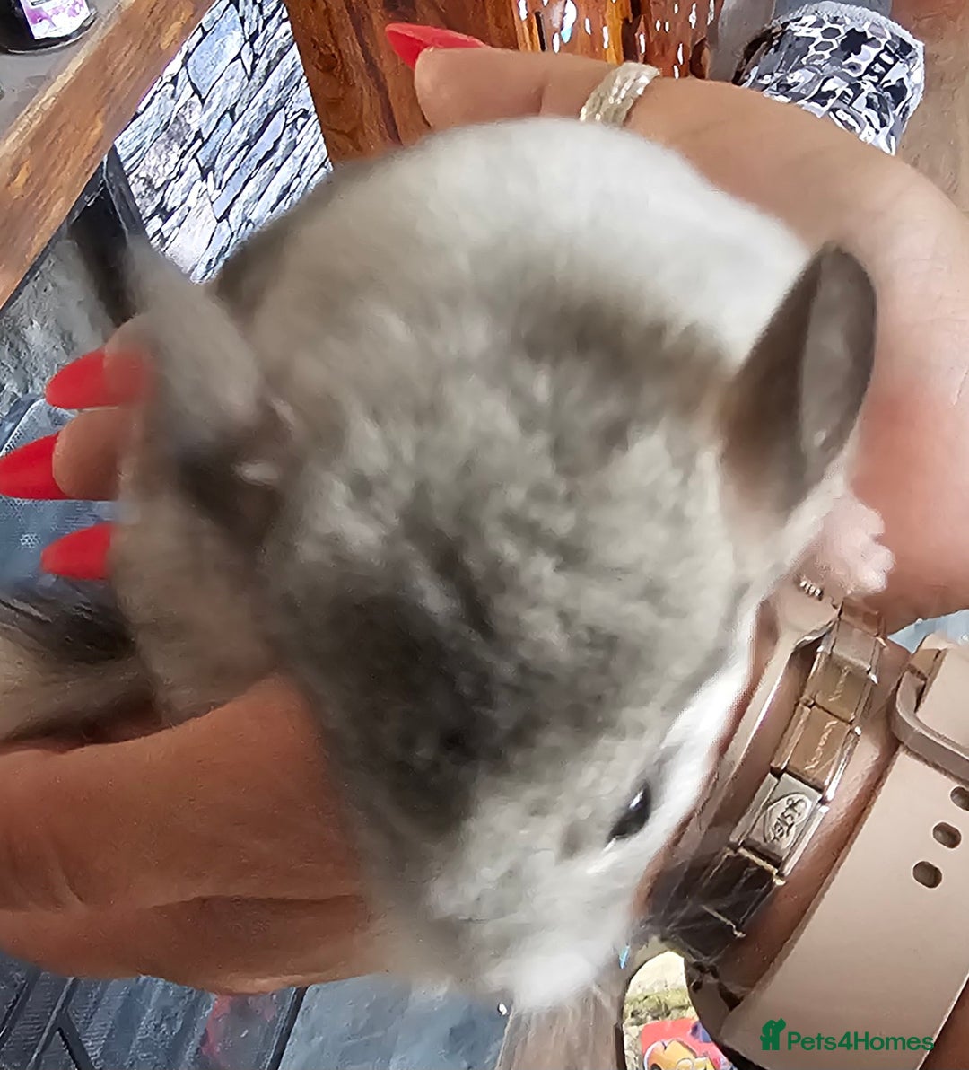 Chinchilla rodents for sale: Female Chinchilla Kit - Image 6