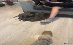 Cane Corso dogs for sale: Beautiful Cane Corso puppies for sale  - Image 15