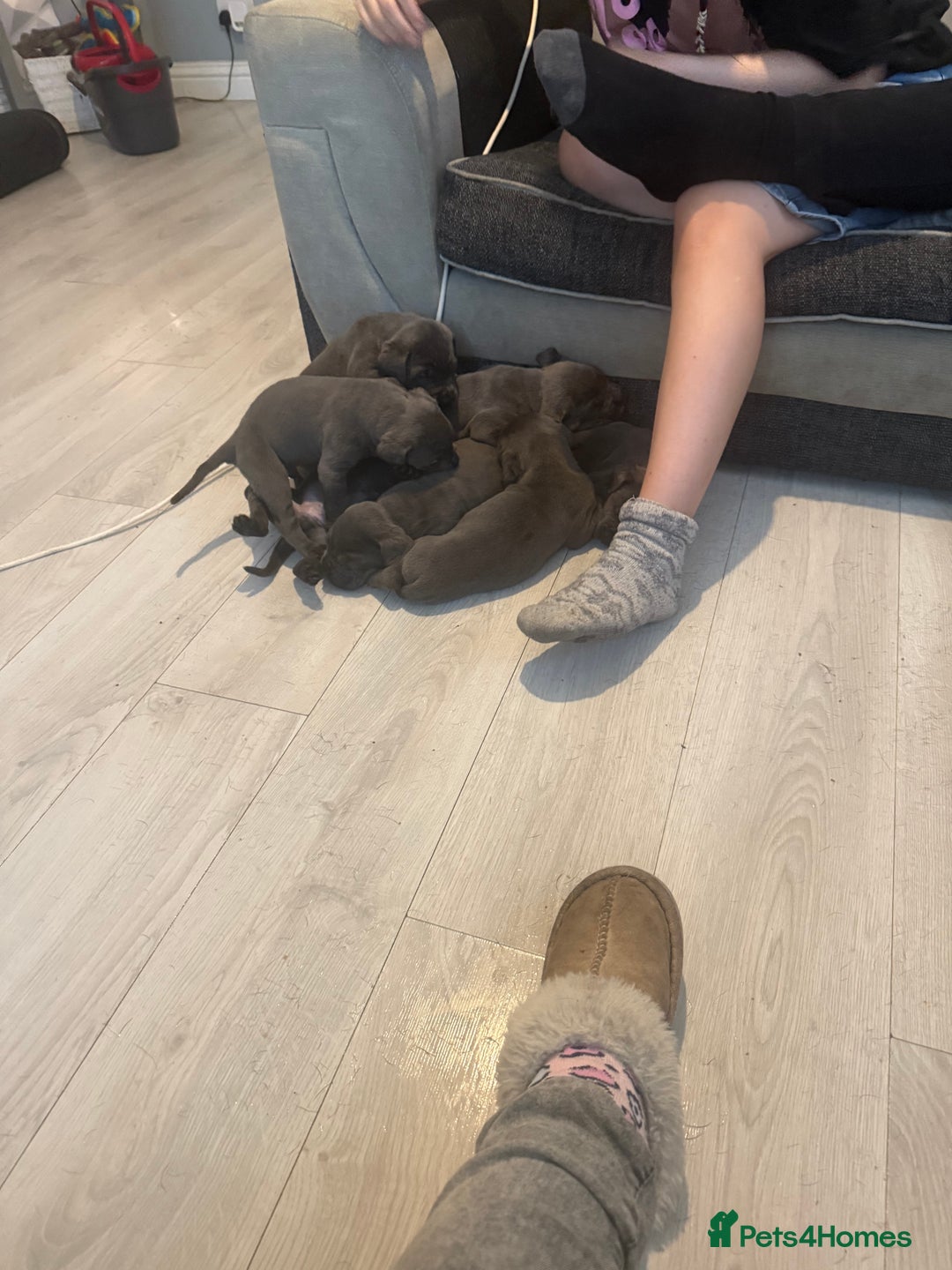 Cane Corso dogs for sale: Beautiful Cane Corso puppies for sale  - Image 15
