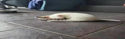 Ragdoll cats for sale:  chunky ragdolls for sale now reduced £550 - Advert 9