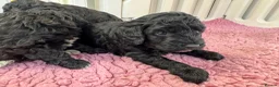 Cockapoo dogs for sale: F1b cockerpoos available to reserve  - Advert 12