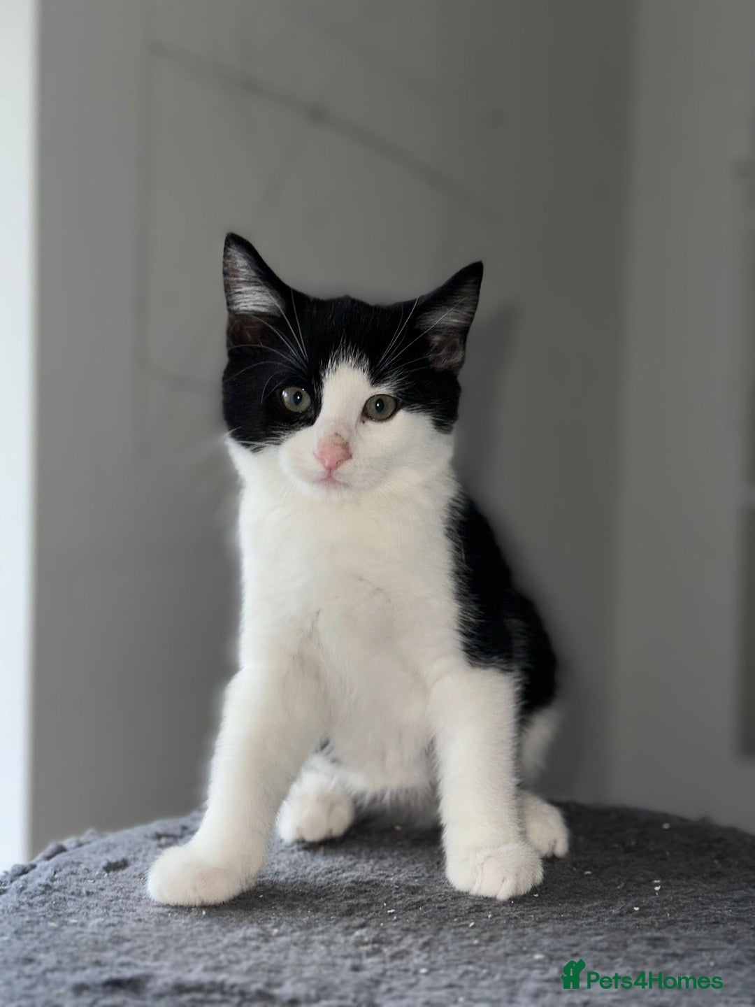 Mixed Breed cats for sale: 4 Maine coon kittens available now  - Advert 14