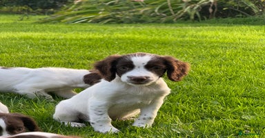 English Springer Spaniel dogs - Advert 11